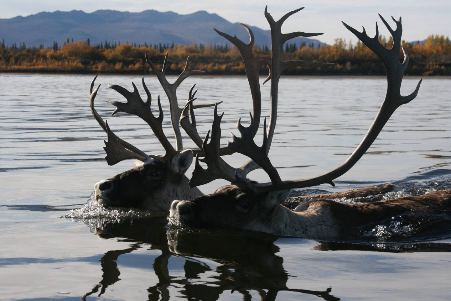 Western Arctic Caribou Herd keeps shrinking, 2023 census shows