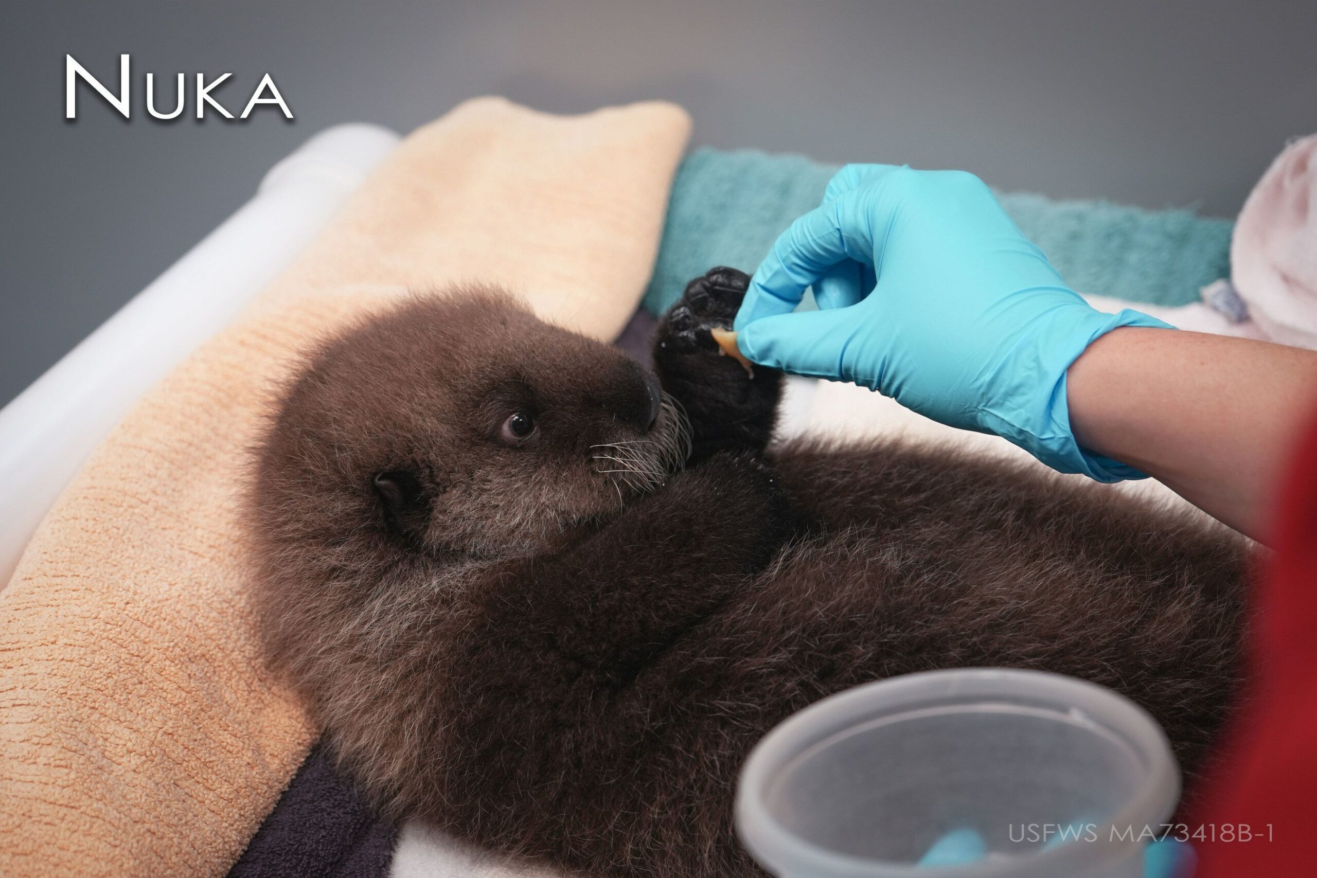 Zoo cares for orphaned otter pups