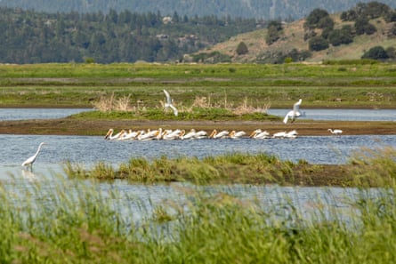 ‘This place wanted to be a wetland’: how a farmer turned his fields into a wildlife sanctuary