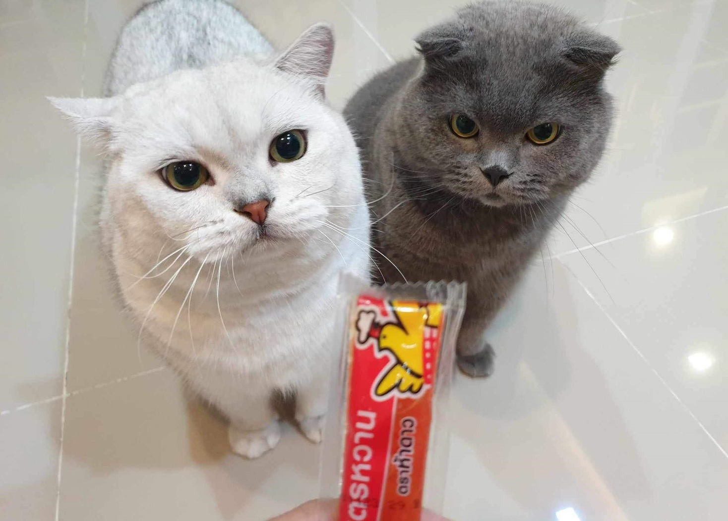 นึกว่าขนมแมวเลีย ทาสถือน้ำจิ้มไก่ น้องแมวดันเลียแบบหน้าตาเฉย