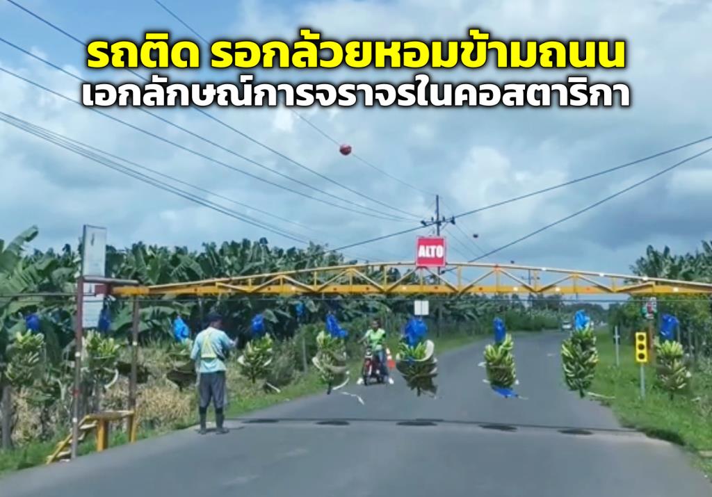 รถติด “กล้วยหอมข้ามถนน” เอกลักษณ์การจราจรสุดแปลกในคอสตาริกา