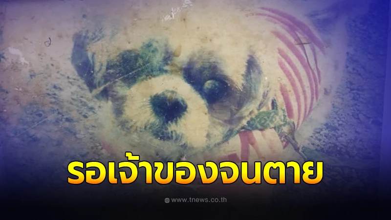 ชีวิตแสนอาภัพ พี่ดาโน่ สุนัขชิสุ ถูกทิ้งในคลินิก 2 ปี รอเจ้าของจนหมดลมหายใจ
