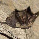 Oregon wins bat beauty contest second year in a row