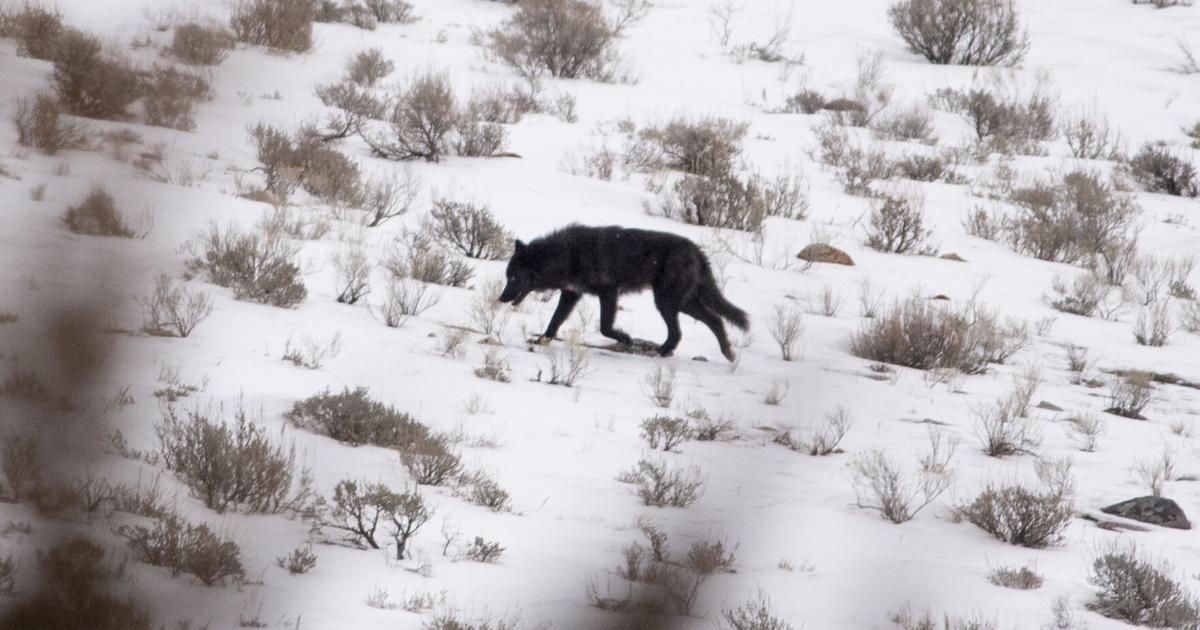 FWP opens draft wolf management plan for public comment