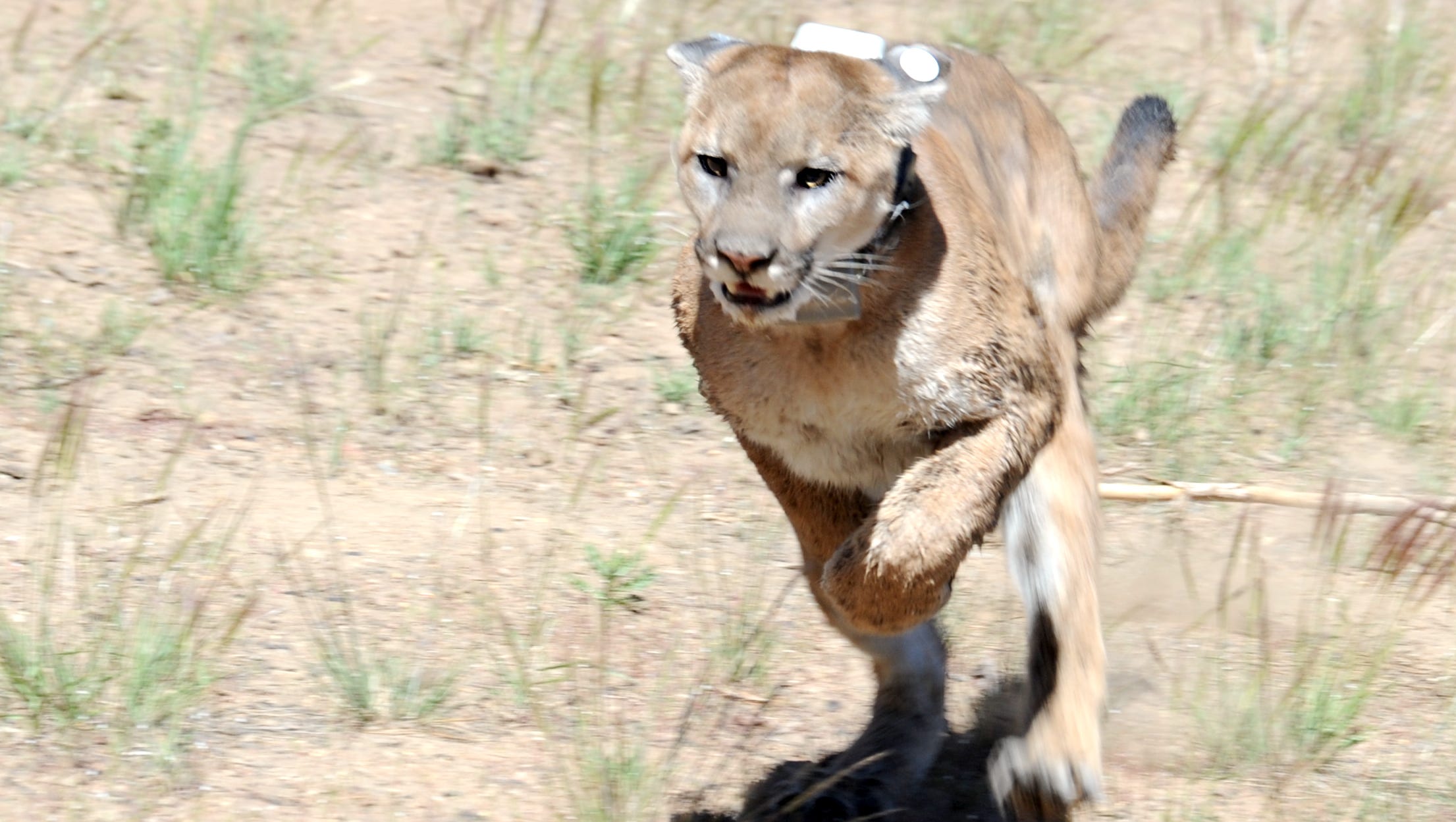 Mountain lions in Nevada hunted by sportsmen, maimed by traps and killed by the state