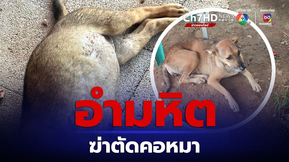 ข่าวคนใจเหี้ยม ฆ่าตัดคอหมา
