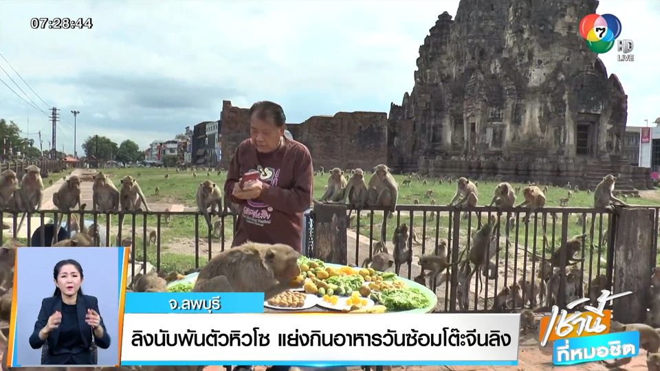 ข่าวลิงนับพันตัวหิวโซ แย่งกินอาหารวันซ้อมโต๊ะจีนลิง จ.ลพบุรี