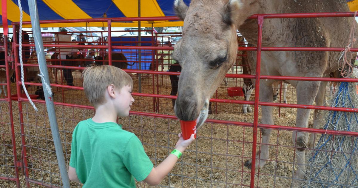 Greater Baton Rouge State Fair: Pie baking and hot dog eating, Lego® building, music and much more