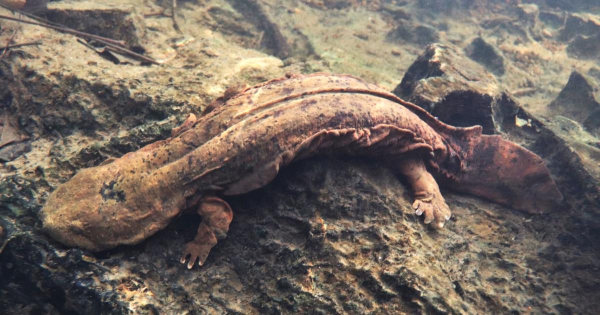 ECOVIEWS: Hellbenders are signs of health trout streams