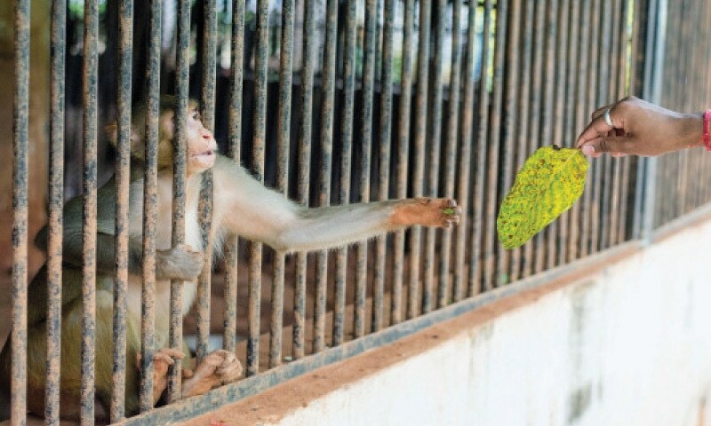 Cruelty against caged animals