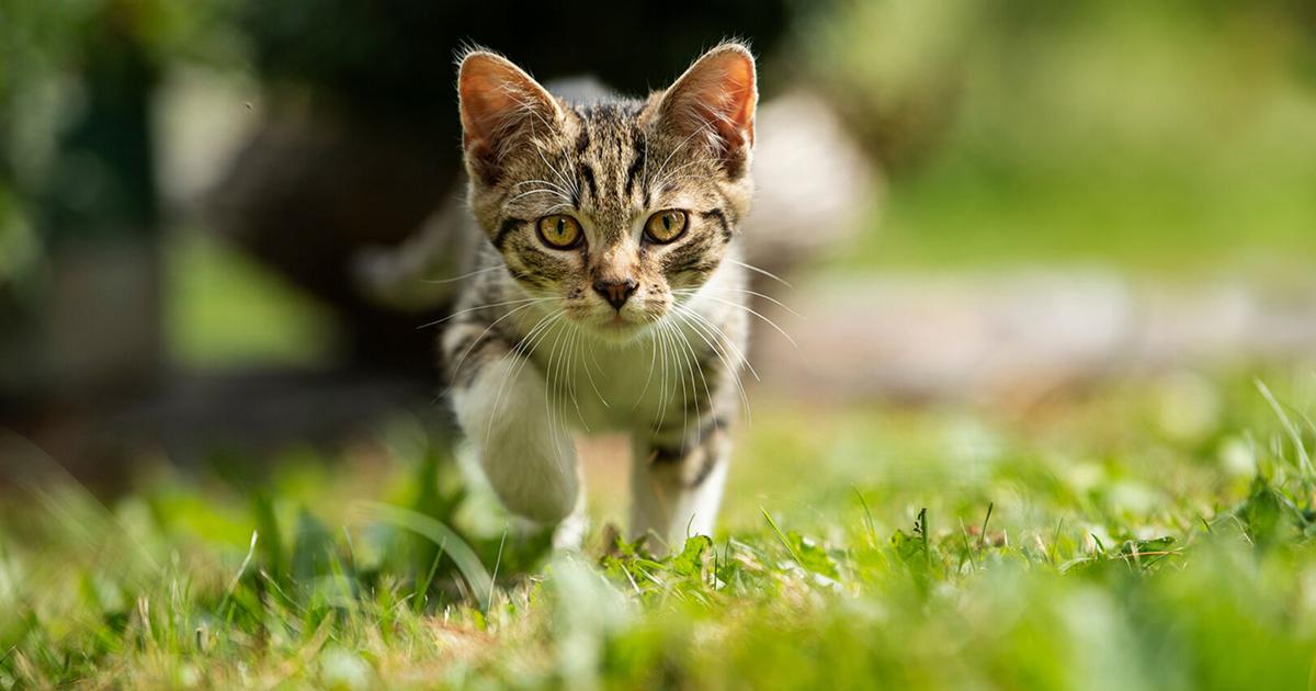 Pet Talk | How free-roaming cats impact wildlife, disease transmission