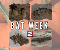 Bat Week Kicks Off—State DEC Encourages New Yorkers to Help Protect Bats