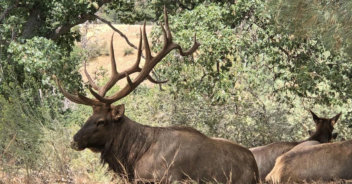 Natural Sightings: At rest but still watchful