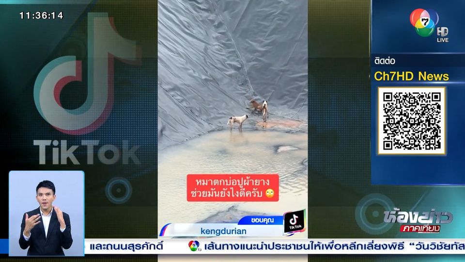 ข่าวเมื่อสุนัขตกลงไปในบ่อ จะช่วยอย่างไรดี