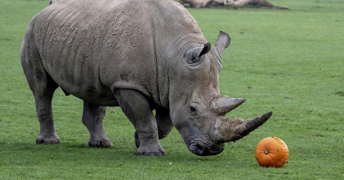 Cute images show animals at a wildlife park getting into the Halloween spirit