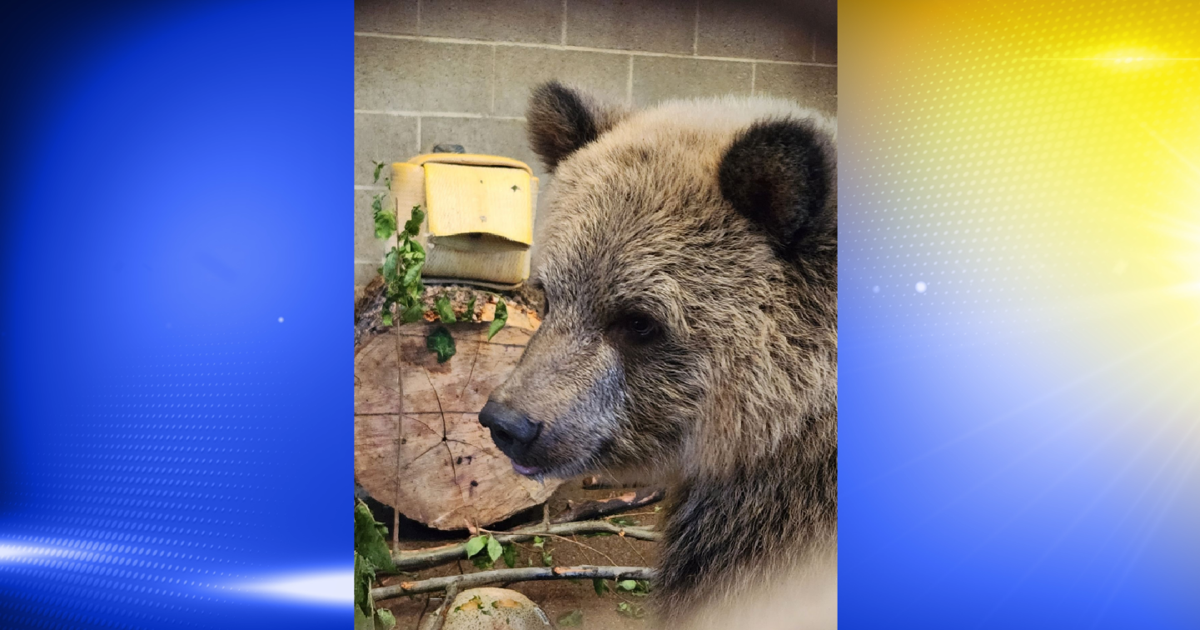 Wildlife Safari welcomes 7-month-old bear cub