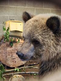 Wildlife Safari welcomes new bear cub