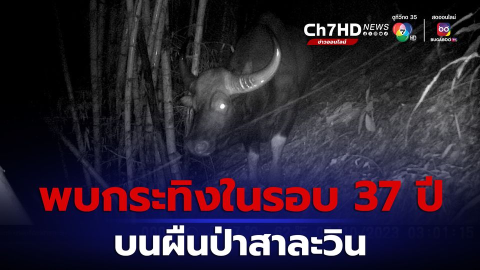 ข่าวพบกระทิงในรอบ 37 ปี ในเขตรักษาพันธุ์สัตว์ป่าสาละวิน