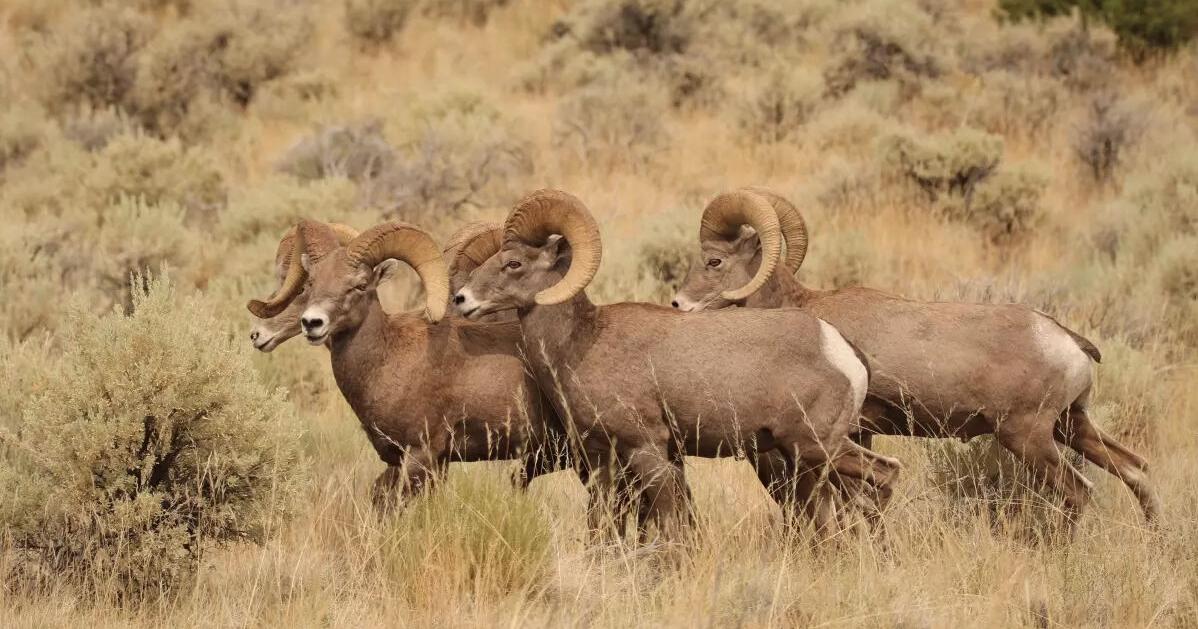 Pen in Hand: Bighorn Sheep in the Kern County Mountains? Yep