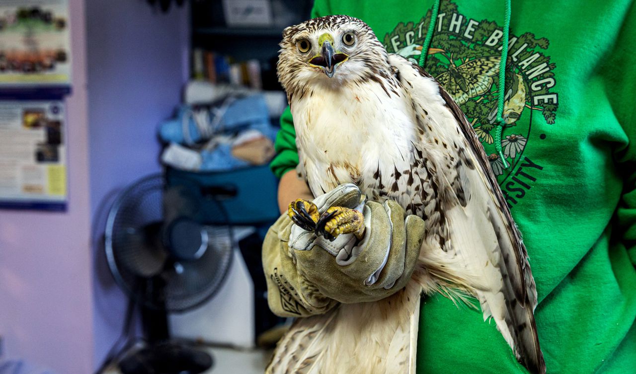 Wildlife rehab center, having outgrown its central Pa. nest, needs help to find new home