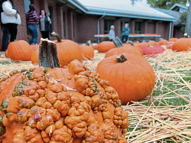 Recycling pumpkins is good for wildlife, environment