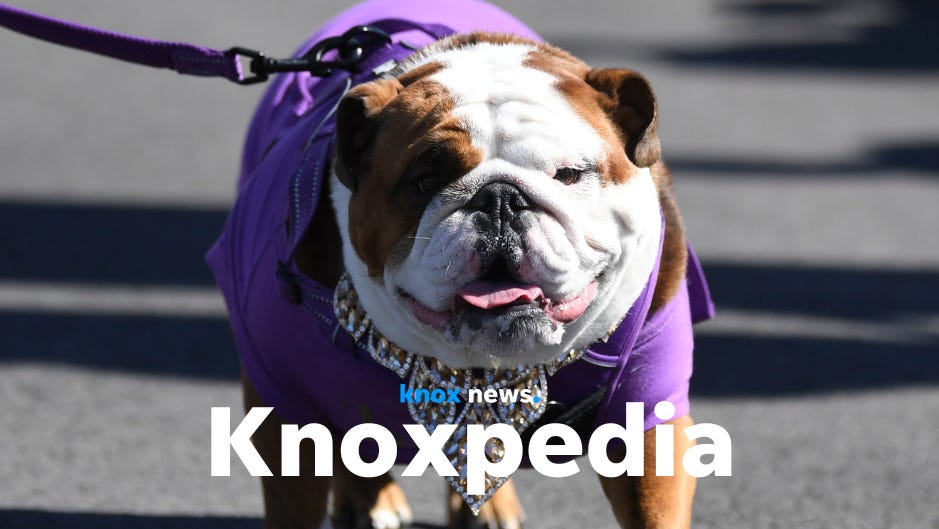 Your guide to pet licenses and raising animals in Knoxville