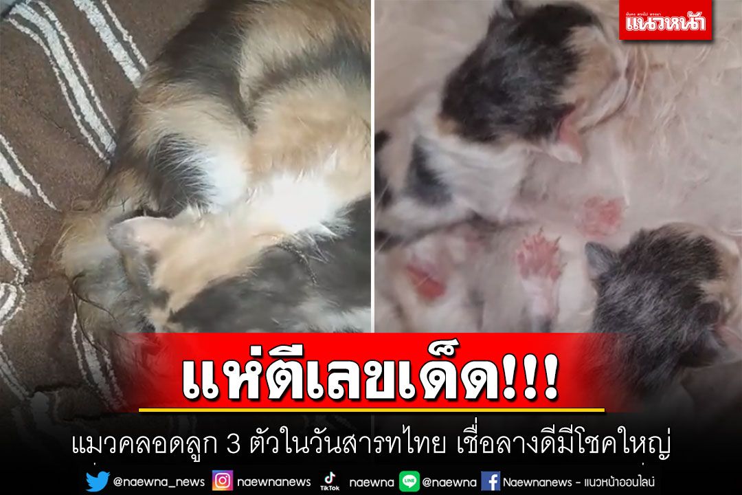 แห่ตีเลขเด็ด! แมวคลอดลูก 3 ตัวในวันสารทไทย เชื่อลางดีมีโชคใหญ่