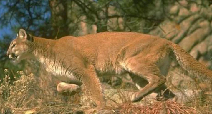 MOUNTAIN LIONS, OH MY! A Human-Wildlife Conflict Biologist from the CDFW Reminds of How to Prevent Unwanted Cougar Trouble