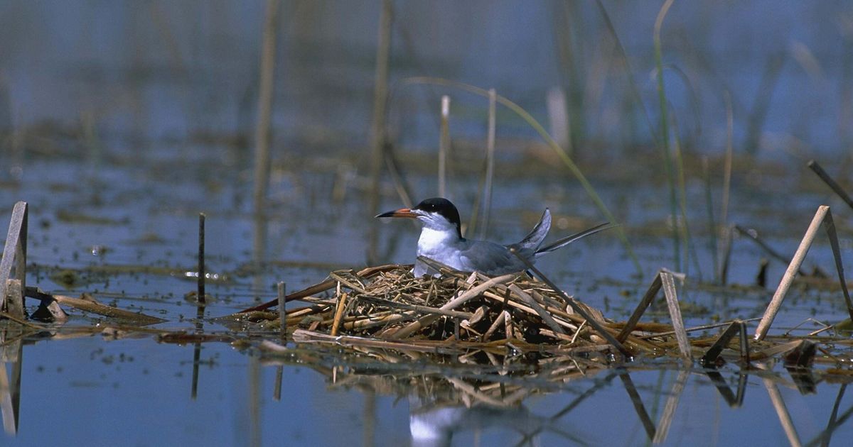 Longtime Conservation Advocate Chris Robinson Honored as a Champion for Nature