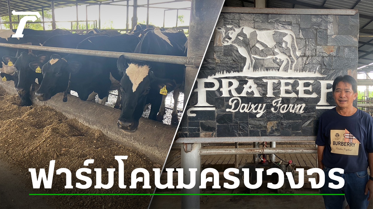 เยี่ยม “ประทีปฟาร์ม” ฟาร์มโคนมปากช่อง มุ่งผลิตนมคุณภาพ วัวสุขภาพดี โตแบบยั่งยืน