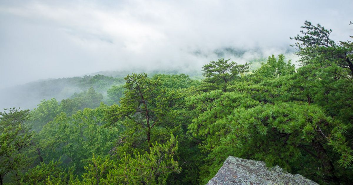 The Nature Conservancy Welcomes Five New Trustees to the Tennessee Board