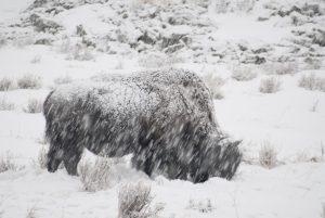 Wild Bison or Hatchery Bison?