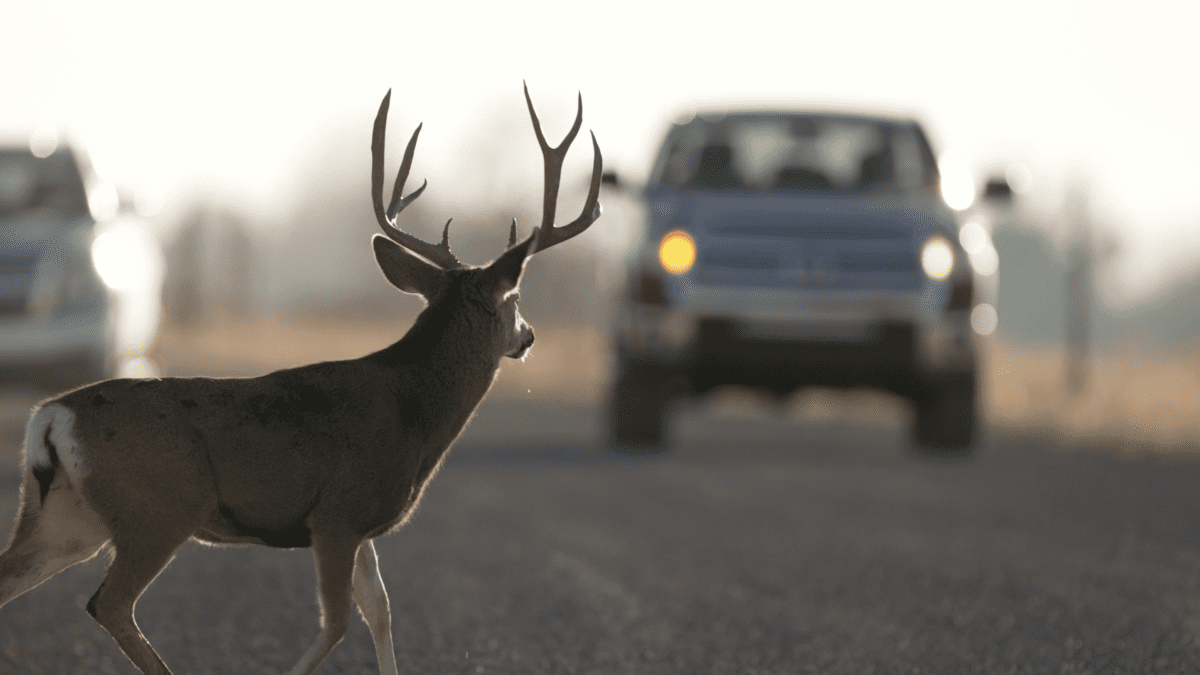 HEADS UP: November tops charts for Utah wildlife accidents – TownLift, Park City News