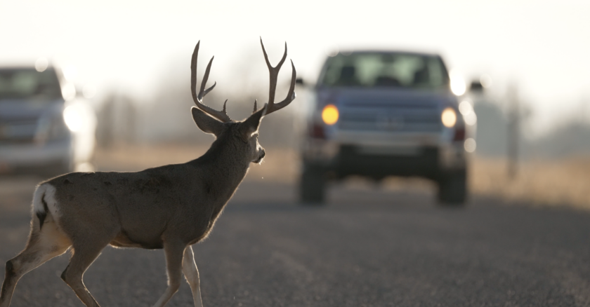 November brings increased risk of vehicle-deer collisions: Utah DWR shares safety tips