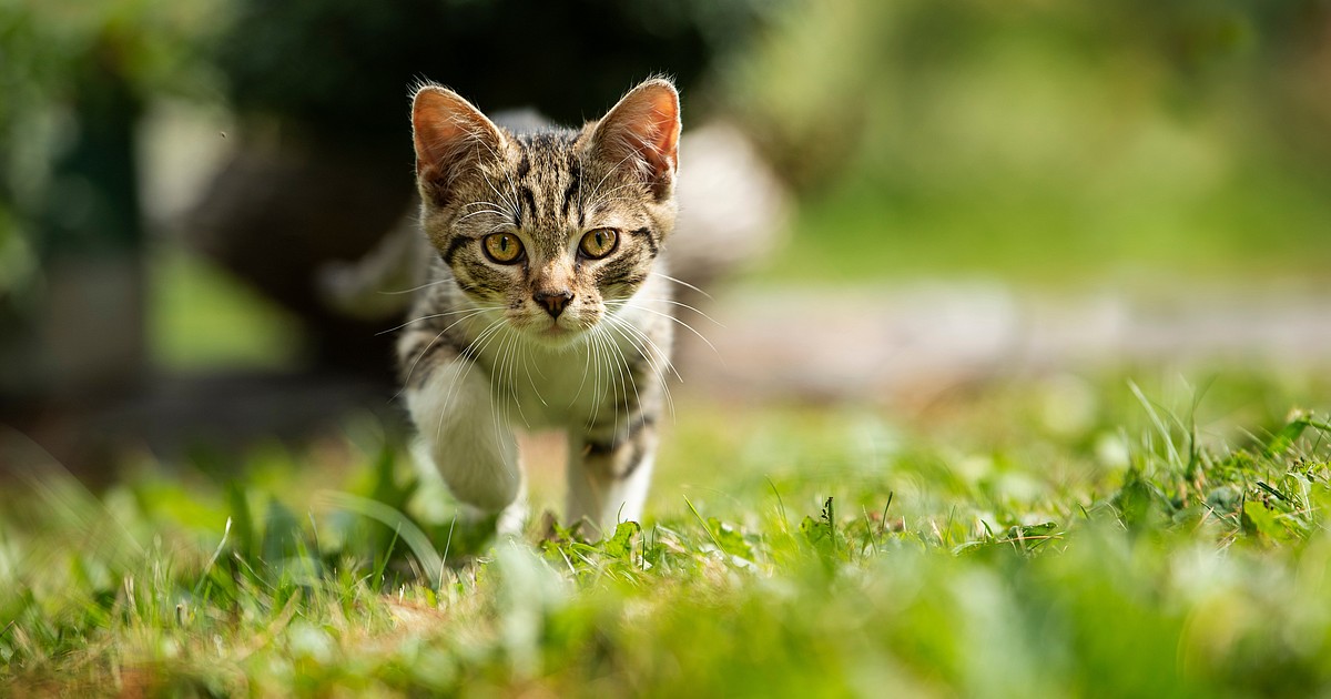 How free-roaming cats impact wildlife, disease transmission