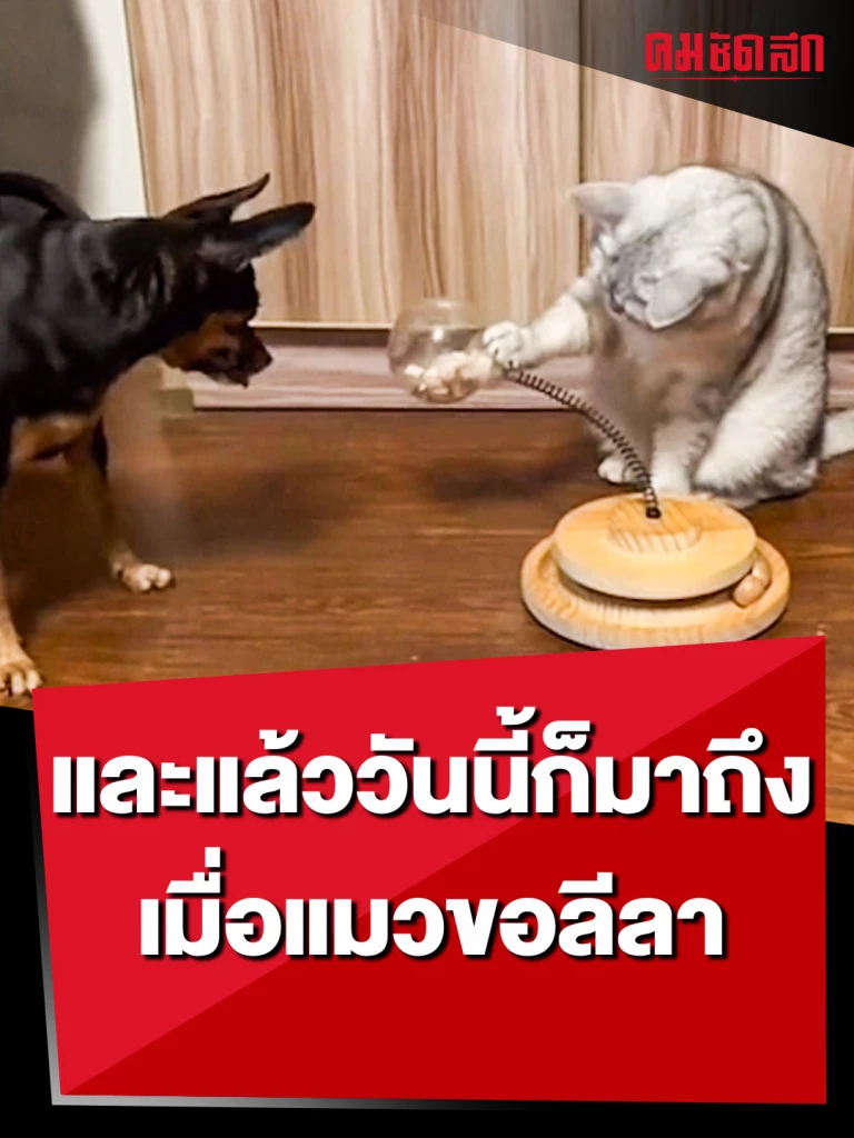 (คลิป) ตัวกินไม่ได้โยก ตัวโยกไม่ได้กิน และแล้ววันนี้ก็มาถึง เมื่อแมวขอลีลา