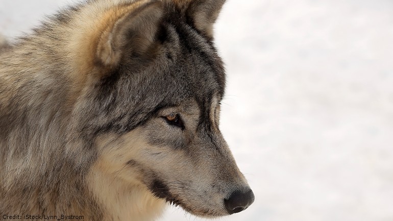 Wisconsin wildlife officials to vote on new wolf management plan with no population goal