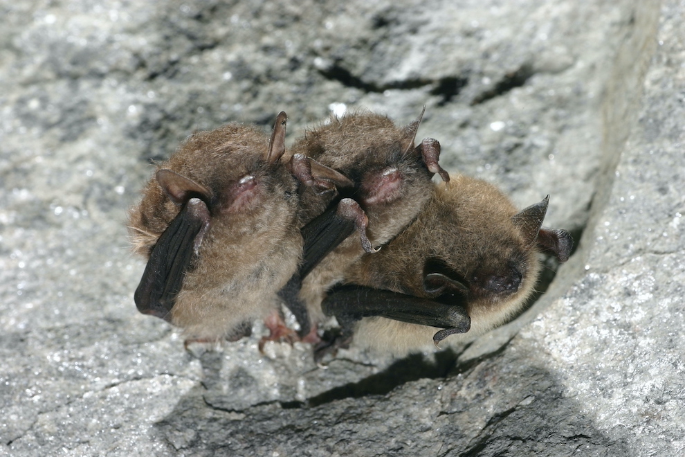 DEC encourages New Yorkers to help protect bats during ‘Bat Week’