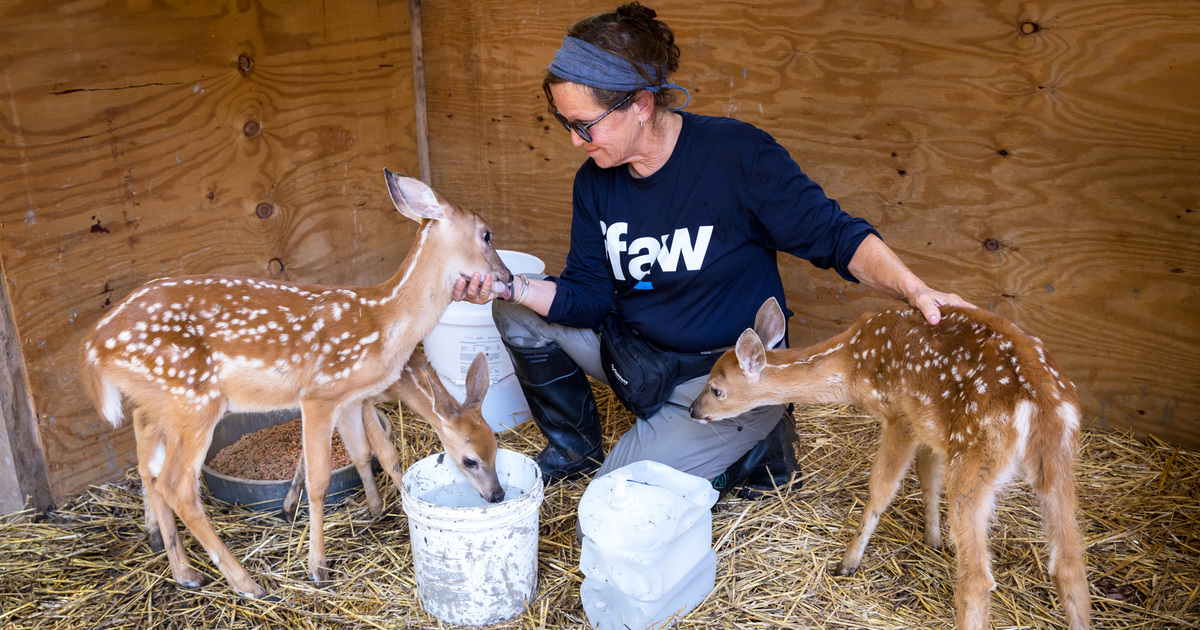 Can animals predict earthquakes and other disasters?