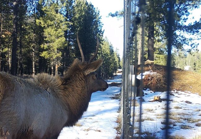 ODOT, ODFW say those highway wildlife undercrossings are helping – but drivers still need to be alert each fall