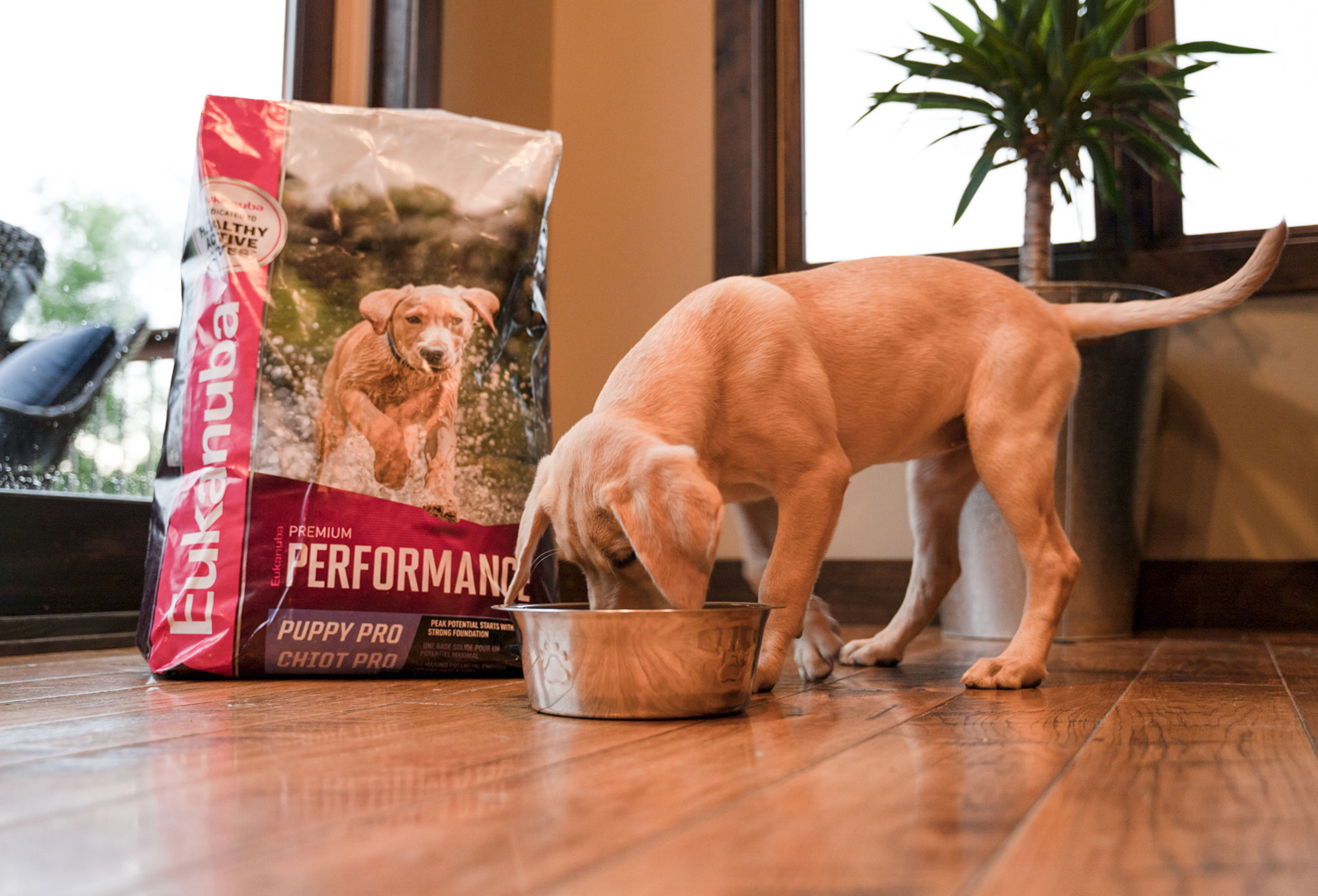 How to Train Your Hunting Pup: The Importance of Love and Nutrition