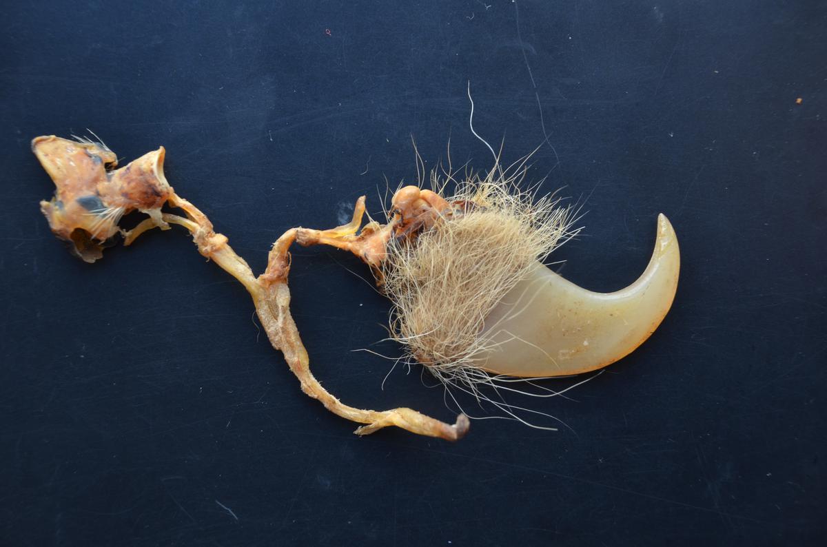 Possession of tiger claw and other wildlife articles: What you need to know