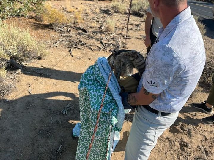 Think Wild has helped 30 injured great horned owls this year, the Bend nonprofit’s most common patient