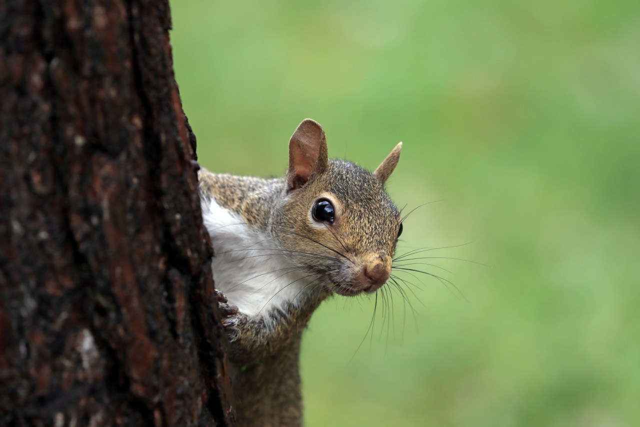 Want to eat the squirrel in your backyard? This class teaches you how