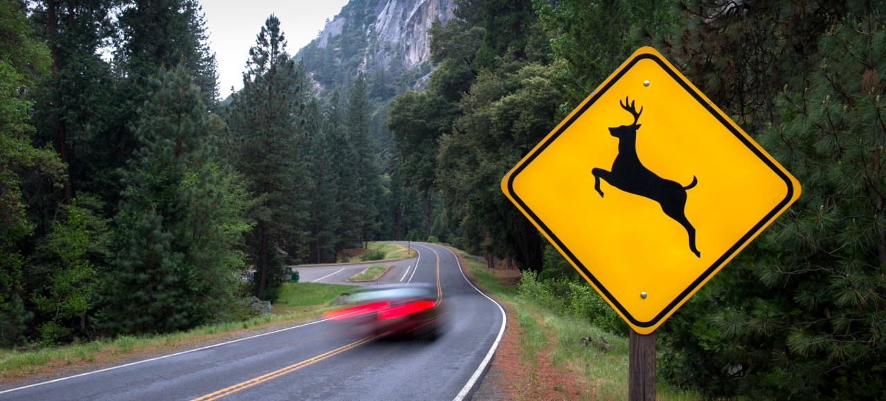 DMV and DEC warn of increased risk of fall wildlife crashes