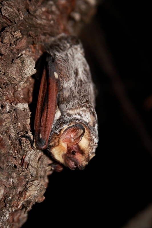 Not-so-spooky sounds: Audio recordings help ID urban bats – The Source – Washington University in St. Louis