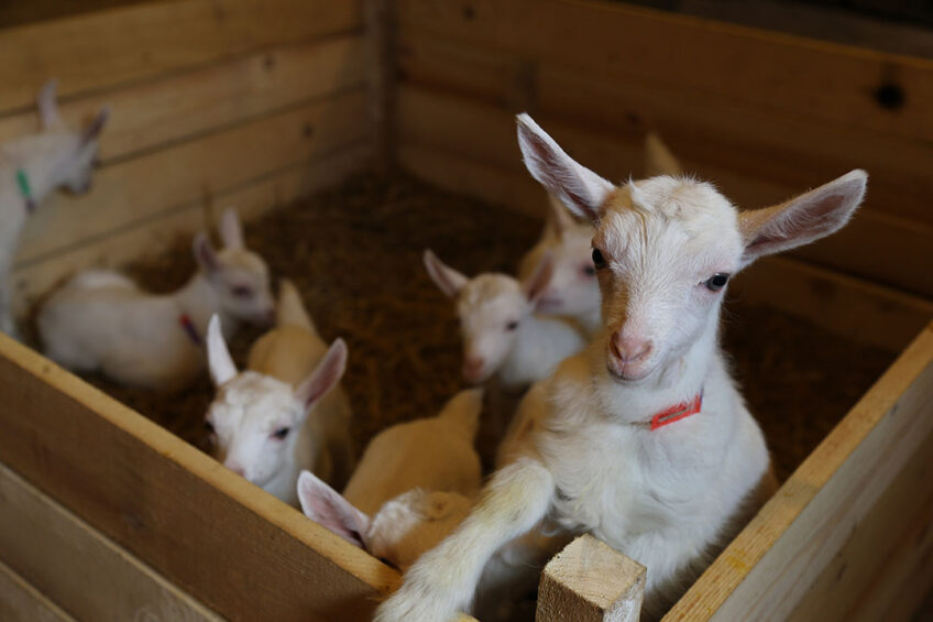 Early-life nutrition for rearing young goats