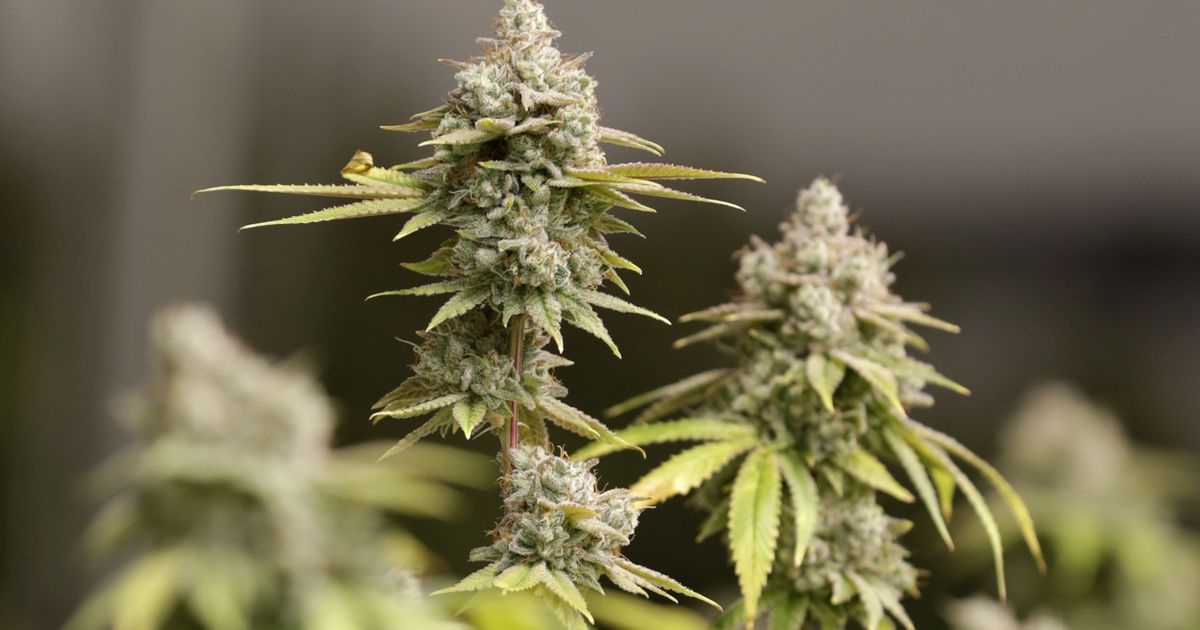 Public health v. civil liberties: The debate over legalizing weed in Ohio