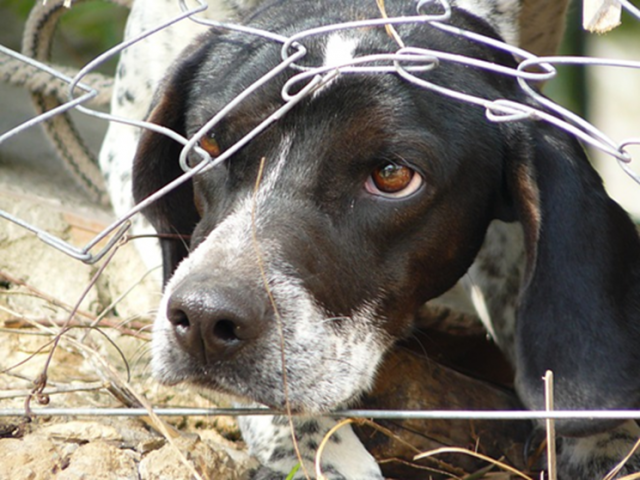 Kimberly Lopez Discusses the Humane Society’s Impactful Initiatives