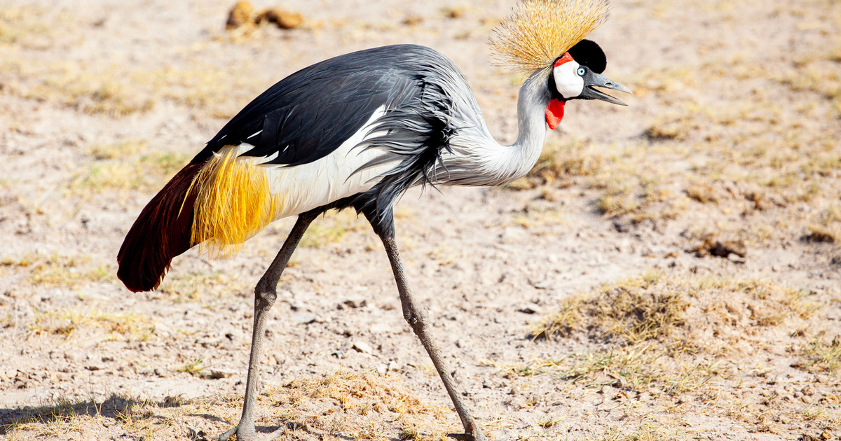 11 of the most fascinating animals in Africa